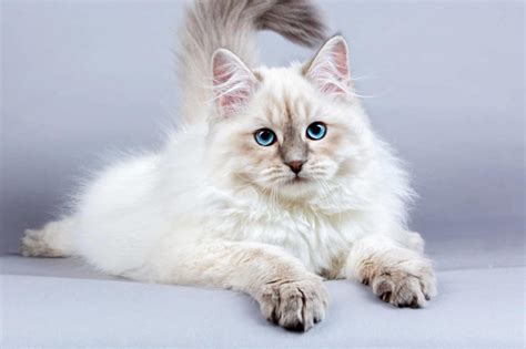 Facts To Know About Siberian Cat Pets Nurturing