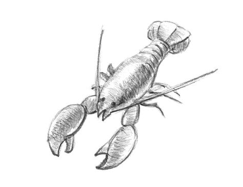 Simple Lobster Drawing At Getdrawings Free Download