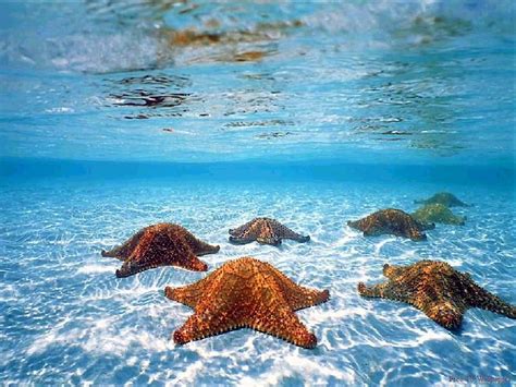 Starfish Ocean Underwater Wallpapers Wallpaper Cave
