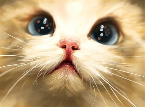 Cute Kitten Face Kitten Closeup Sparkling Eyes Face Cute Hd