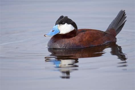 Types Of Ducks In South Carolina Gone Outdoors Your Adventure Awaits