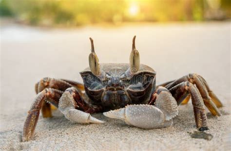 Horned Ghost Crab On The Beach Close Up Sand Crab Stock Photo Image