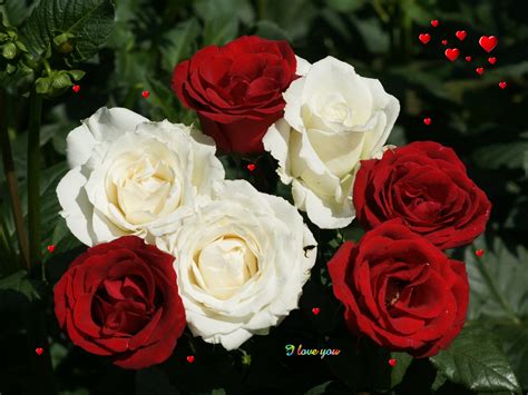 White Rose Flowers Wallpapers Entertainment Only