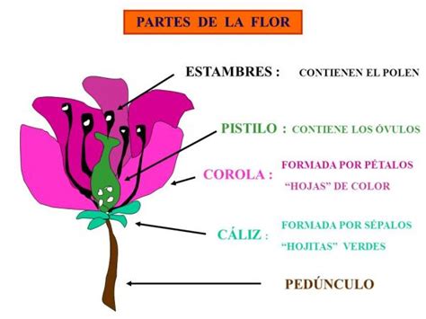 Las Partes De Una Flor Y Sus Funciones Resumen Im Genes