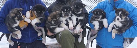Webcam Sled Dog Puppies Denali National Park And Preserve Us