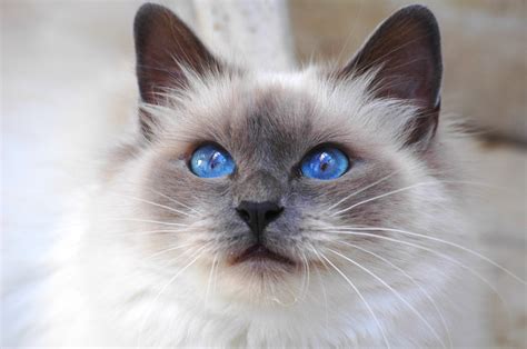 Cat Breed 1080p Burmese Blue Eyes Sacred Birman Blue Eyed Look