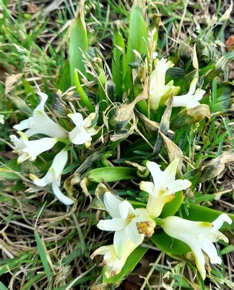 Observación Hyacinthus Orientalis L Wim Van Wijk 2 De Mar De 2022 Arvenses Plntnet Identify