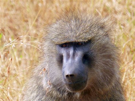 Images Gratuites Faune Afrique Mammifère Primate Babouin