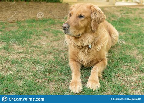 An Adult Golden Retriever In The Backyard Stock Photo Image Of Doggy