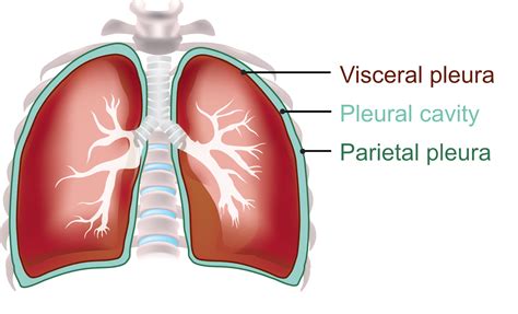 Pleura Visceral E Parietal
