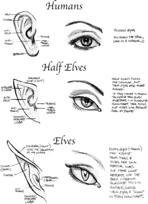 Like a stretched version of human ears! Very interesting. When I draw elves, I usually leave the ...