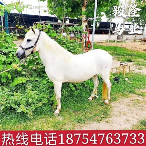 Horse Living Small Children Riding Horse Pet Horse Riding Horse