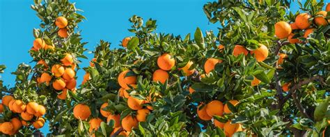 Among Italian Citrus Fruit A Beneficial And Eco Friendly Holiday Ecobnb