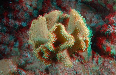 Maybe you would like to learn more about one of these? Onderwaterfotografie / Techniek / 3d