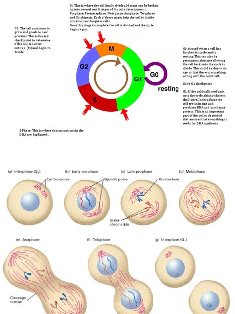 Mitosis Cell Cycle Phases