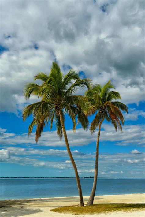 Two Palm Trees On A Deserted Beach Stock Image Image Of Sunny