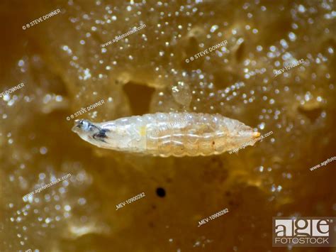 Fruit Fly Larva Drosophila Melanogaster Feeding On Apple Uk Stock