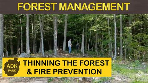 Forest Management Thinning The Woods On Our Land Youtube