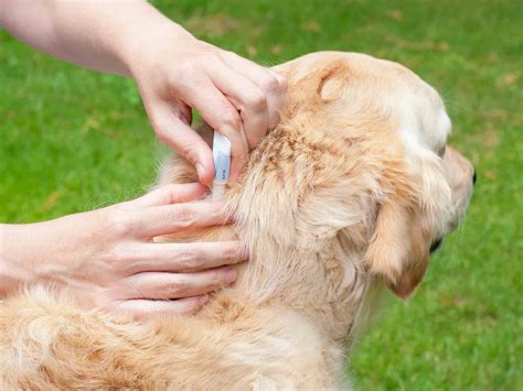 The Parasite Predicament What You Need To Know About Fleas And Ticks