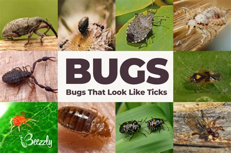 Bugs That Look Like Ticks Tick Vs Spider New Photos Beezzly