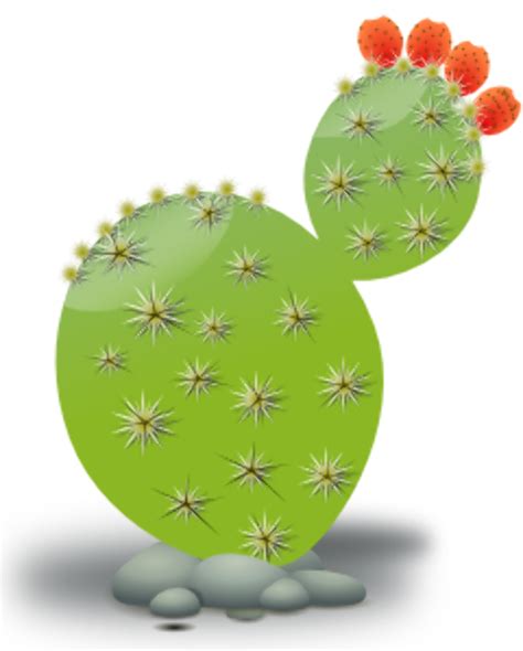 Download High Quality Cactus Clip Art Prickly Pear Transparent Png