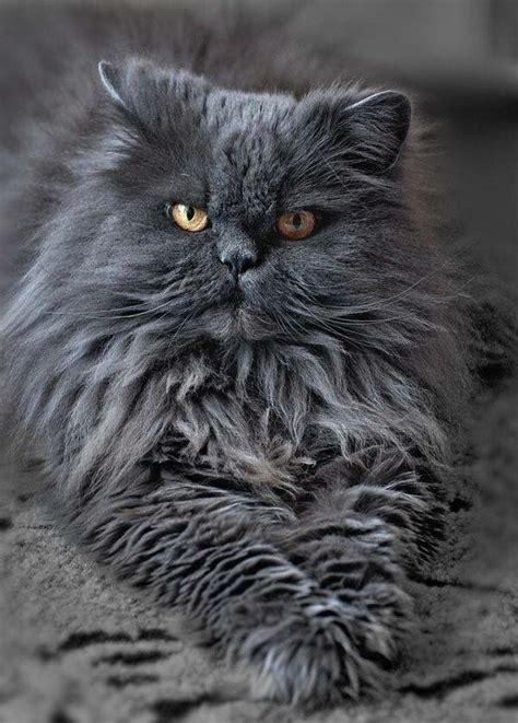150 Best Cats Gray And Orange Images On Pinterest Cats Kitty Cats And Gray
