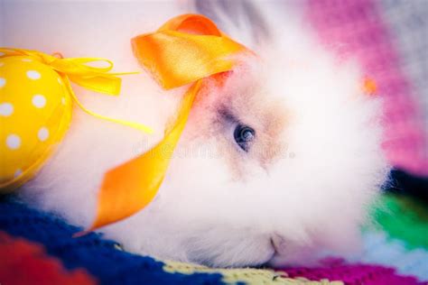 White Easter Bunny Stock Image Image Of Holiday Fluffy 34528623