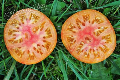 Lucid Gem Seeds Of Tomatoes Heirloom Tomatoeden Site