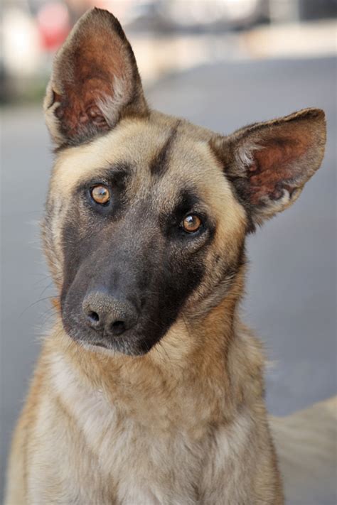 Check spelling or type a new query. Westside German Shepherd Rescue of Los Angeles
