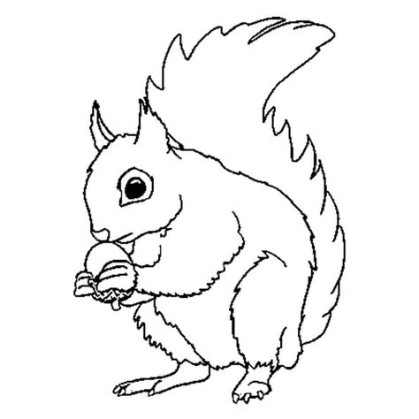 Coloriage Ecureuil en Ligne Gratuit à imprimer
