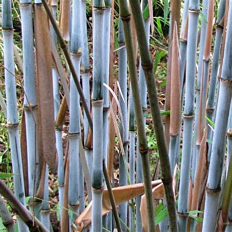 Fargesia Papyrifera Blue Dragon Bambou Non Traçant Bambou Non