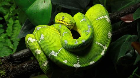 Free Download Green Tree Python Images Thecelebritypix 4749x2673 For Your Desktop Mobile