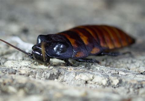 The Enormous Hissing Cockroaches Of Madagascar Are Gentle Giants