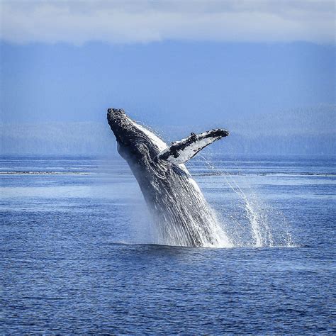 Whale Watching In Sydney The Top 3 Benefits For Doing So Asabbatical