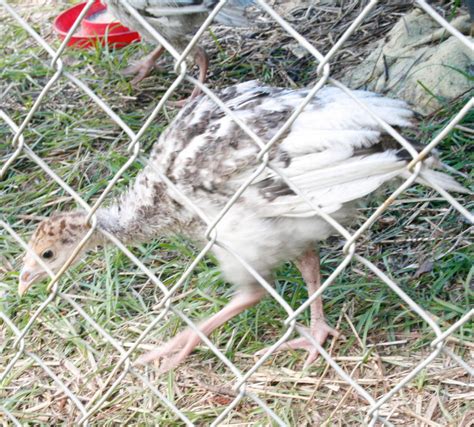 Baby White Turkey By Arvalin On Deviantart