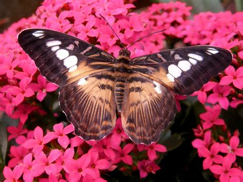 Free Images Wing Flower Petal Insect Brown Butterfly Fauna