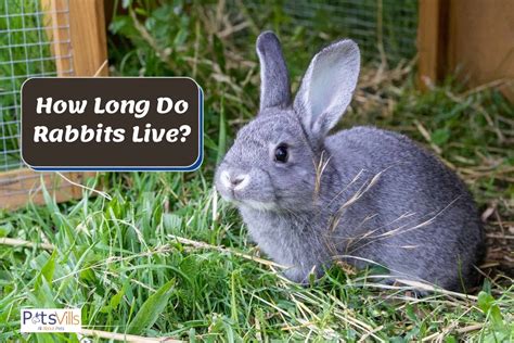 Rabbits Life Expectancy How Long Do Rabbits Live As Pets