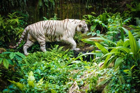 White Tiger Nestled In The Jungle Stock Photo Image Of White Fang