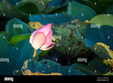Lotus Flower In Ban Thale Noi Nature Reserve Thailand Stock Photo Alamy