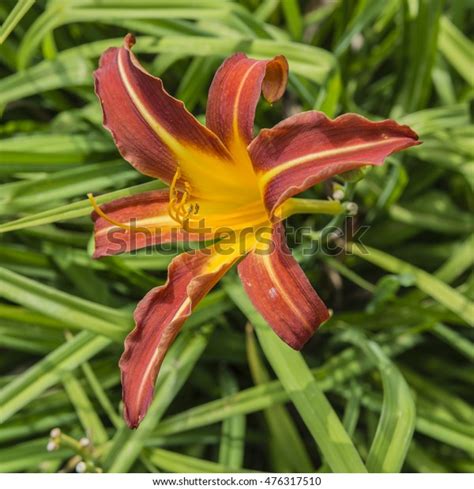 Orange Lily Flowers Yellow Center Stock Photo Edit Now 476317510