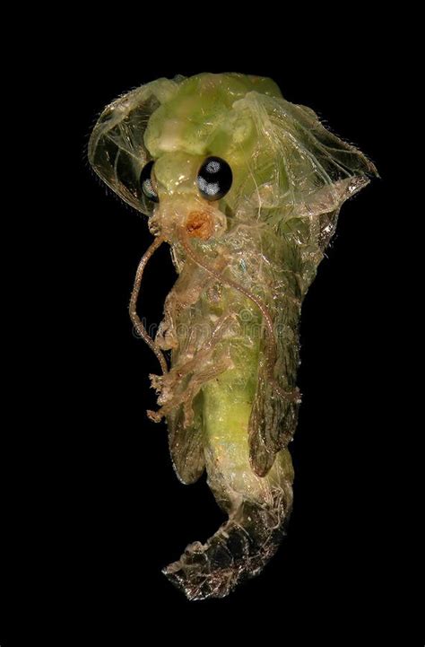 Green Lacewing Development Stage Pupa Stock Photo Image Of
