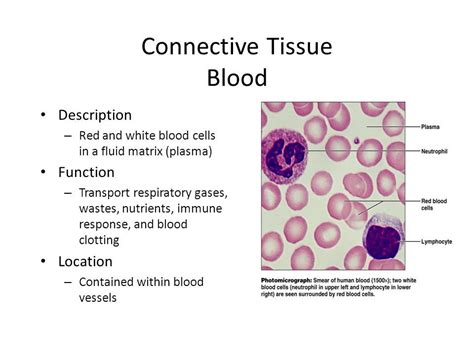 Where Is Blood Plasma Located Chapter 4 Tissues Ppt Download