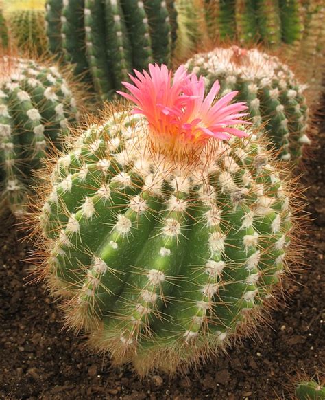 Little Round Cactus With Pink Flower Flickr Photo Sharing