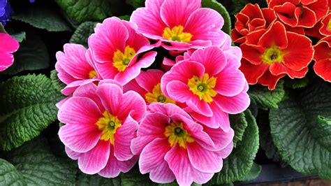 Spring Flowers Primula Vulgaris Or Primrose Are Flowering Plants In The