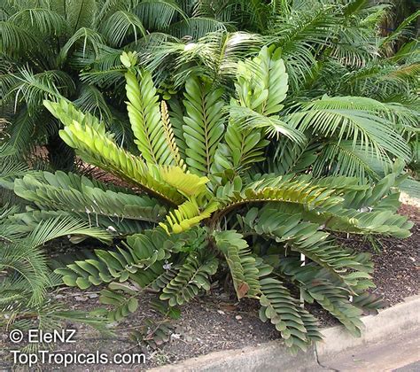 We did not find results for: Zamia furfuracea, Cycad, Cardboard Palm - TopTropicals.com
