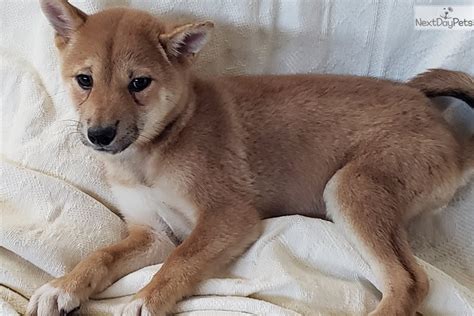 Shiba Inu puppy for sale near San Diego, California. | 688de1fe-6de1