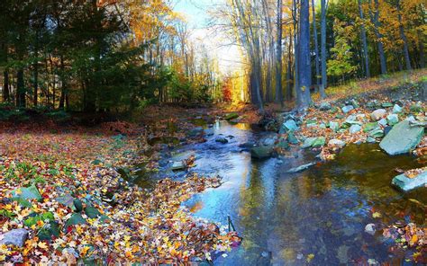 Autumn Leaves In The Small River Hd Desktop Wallpaper