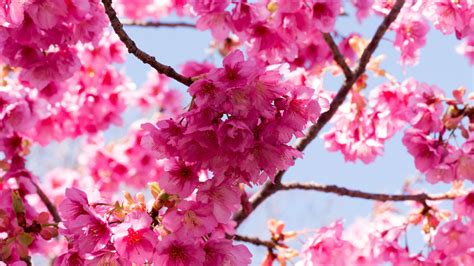 Pink Sakura Flowers Tree Branches In Sky Background 4k Hd Flowers