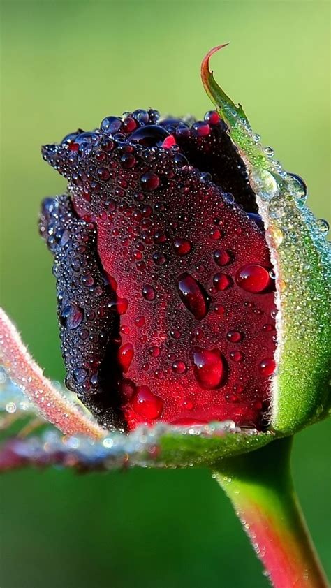 1080x1920 Wallpaper Rose Bud Flower Drops Dew Rose Buds