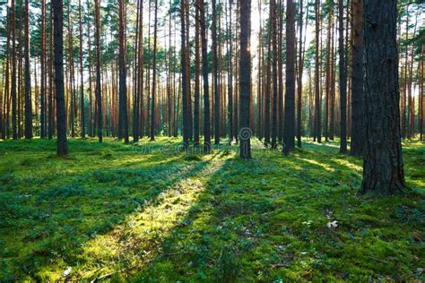 Sunrise In Pine Forest Stock Photo Image Of Moss Sunset 151999442